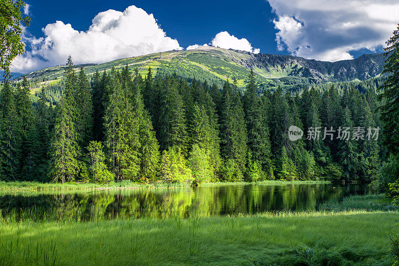 美丽的森林湖泊和绿色的树木围绕着山的背景。Tarn Vrbicke pleso在斯洛伐克的低塔特拉山脉